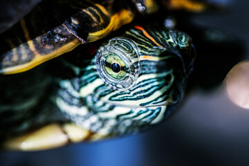 red-cheeked water turtle, macro photo, its eye