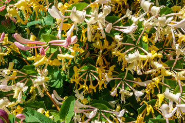 Honeysuckle curly honeysuckle blooms with beautiful yellow, pink and white flowers. Ornamental...