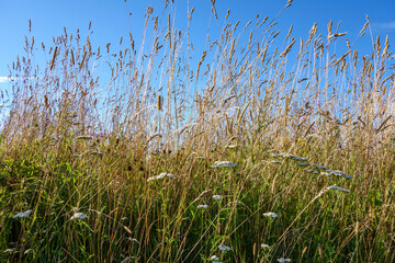 Grass field with tall grass on the farm.