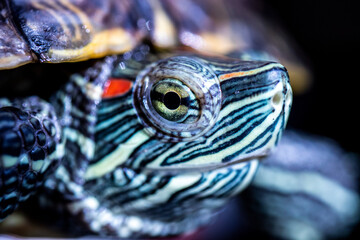 red-cheeked water turtle, macro photo, its eye