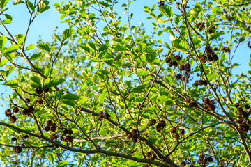 Fototapeta premium Alder branch with cones and green leaves, close-up in spring.
