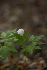 White spring flowers, snowdrops in the forest. Anemone nemorosa - wood anemone, windflower, thimbleweed, and smell fox. Romantic soft gentle artistic image.