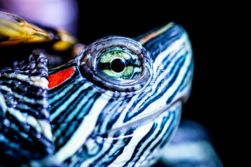red-cheeked water turtle, macro photo, its eye