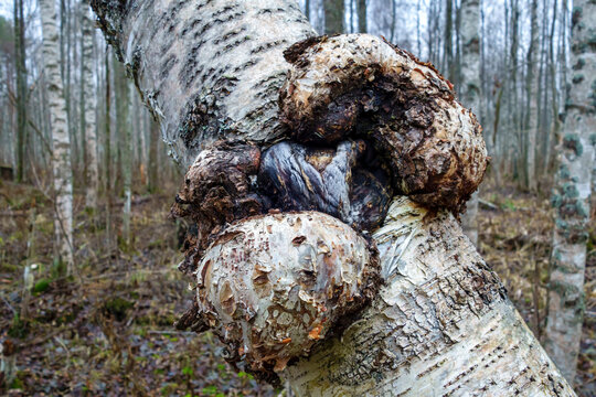 Suvel disease on a birch tree, close-up