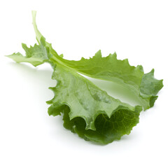 Close up studio shot of fresh green endive salad leaf isolated on white background.