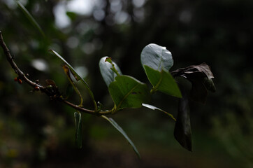 branch with leaves