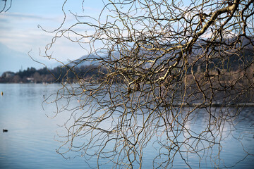 panorama of an alpine lake seen through the bare branches of a tree