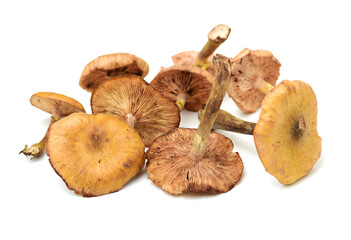 dried mushroom on white background