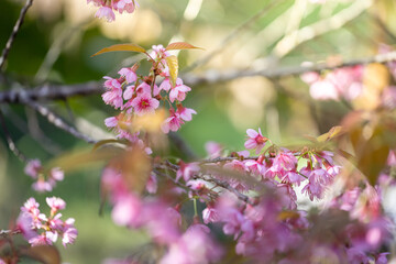 Sakura flowers blooming blossom in Chiang Mai, Thailand