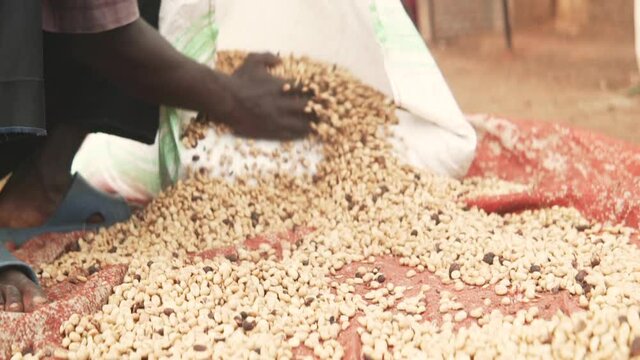 African farmer sorting coffee beans