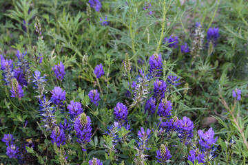 Purple Lupine flowers close up. spring flowers.