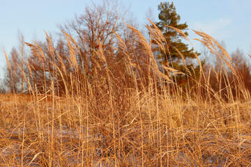 Fototapeta premium Yellow grass close up, beautiful autumn landscape.