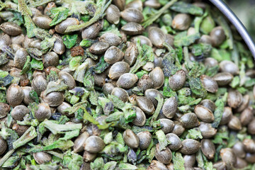 Cannabis Samen, Hanf Samen