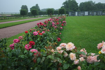 Obraz premium roses in the rain