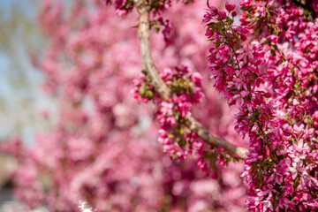 Beautiful pink tree blossoms in spring