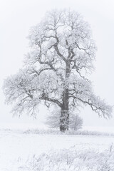 frosted oak on a cold winter day