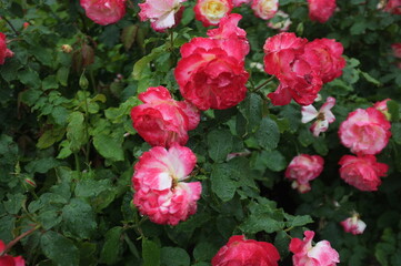 roses in the rain