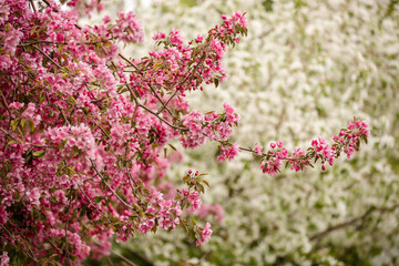 Pink and white tree blossoms in the park