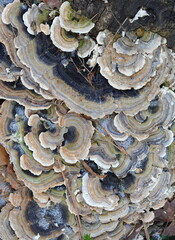 Turkey tail. Trametes versicolor, also known as coriolus versicolor and polyporus versicolor mushroom 