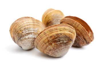 clams isolated on white background