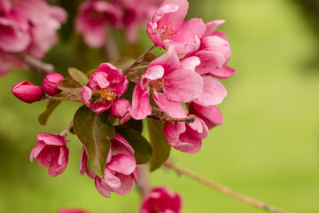Fototapeta premium Honey bee feeding on pink cherry blossoms