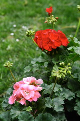 Geranium Pelargonium Flowers in the garden.