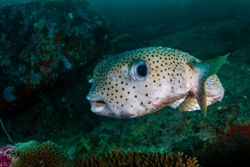 Burrfish on a dark, green tropical reef