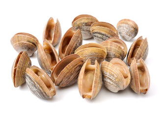 clams isolated on white background