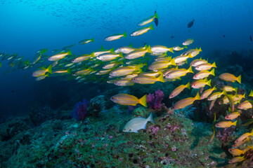 Naklejka na ściany i meble Shoal of tropical fish on a coral reef