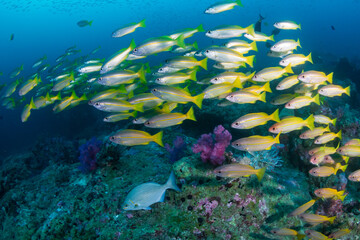 Shoal of tropical fish on a coral reef