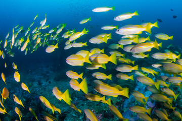 Shoal of tropical fish on a coral reef