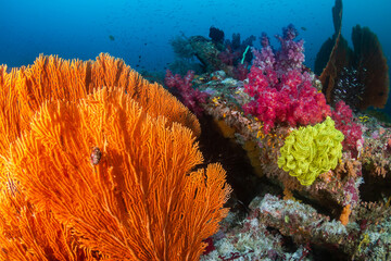 Naklejka na ściany i meble Vibrant, colorful coral reef full of tropical fish and seafans