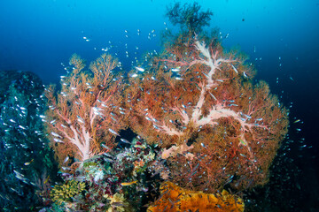 Delicate soft corals and colorful tropical fish on a warm water reef