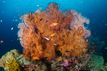 Beautiful, colorful tropical coral reef system in Thailand's Andaman Sea