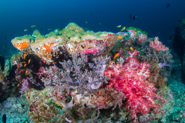 Naklejka na ściany i meble Beautiful, colorful tropical coral reef system in Thailand's Andaman Sea