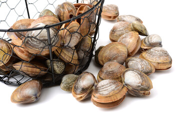 clams isolated on white background