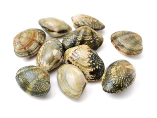 clams isolated on white background