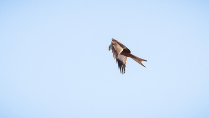 Milvus milvus