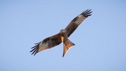Red Kite (Milvus milvus) flying in the sky