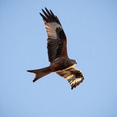 Red Kite (Milvus milvus) flying in the sky