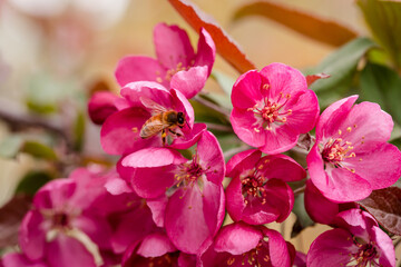 Obraz na płótnie Canvas Close up of honey bee feeding on cherry blossoms