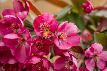 Naklejka na ściany i meble Close up of honey bee feeding on cherry blossoms