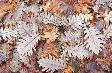 Fallen oak leaves. Autumn. Old oak leaves background.