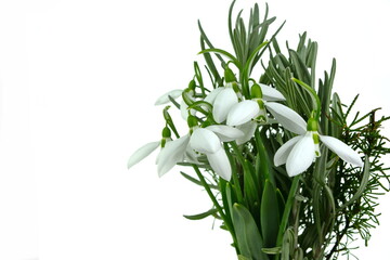 Fototapeta na wymiar Snowdrop flowers isolated on white background. Springtime is coming soon now.