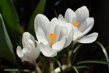 white crocus with dark background blooming in spring