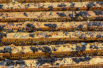 ends of frame stained with wax moth dropping. Wax moth larvae on an infected bee nest. cover of the hive is infected with a wax moth.