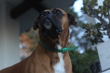 american staffordshire terrier
