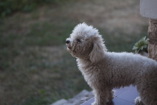 poddle on the grass