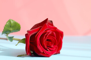 Beautiful red rose with a pink and blue background. Holiday and love concept.