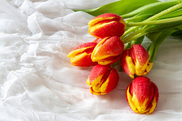 Fototapeta premium Yellow and red tulips bouquet with water drops - white background